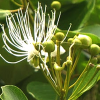 Ahimsra (Capparis sepiaria)