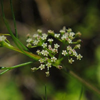 Ajmod (Cyclospermum leptophyllum (Pers.) Sprague)