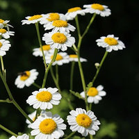 Akarkara (Anacyclus pyrethrum (L.) Lag. )