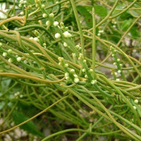 Akash Bel (Cassytha filiformis L. )