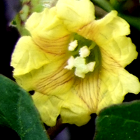 Akhu Parni (Merremia emarginata )