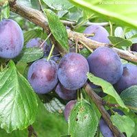Aalu Bukhara (Prunus domestica L. )